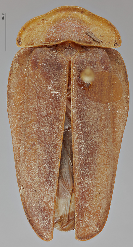 Aspisoma_yechiae_holotype_dorsal.jpg