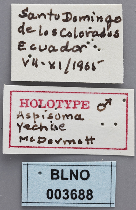 Aspisoma_yechiae_holotype_labels.jpg