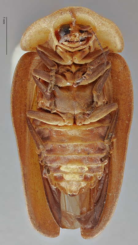 Aspisoma_yechiae_holotype_ventral.jpg