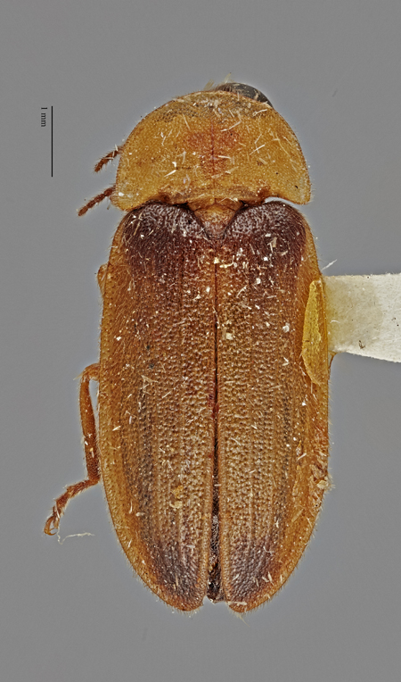 Atyphella_carolinae_palauensis_dorsal.jpg