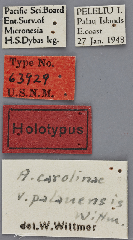 Atyphella_carolinae_palauensis_labels.jpg