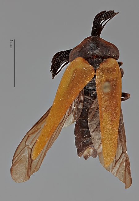 Dryptelytra_fulvipennis_holotype_dorsal.jpg