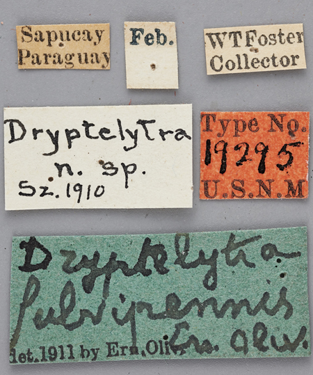 Dryptelytra_fulvipennis_holotype_labels.jpg