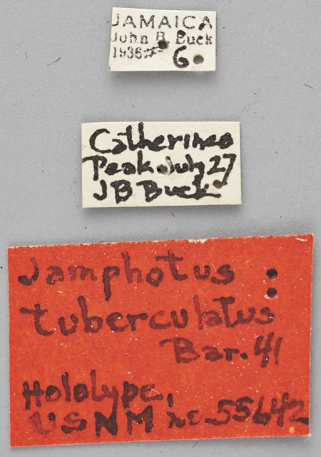 Jamphotus_tuberculatus_holotype_labels.jpg