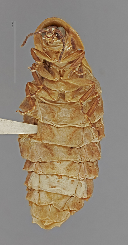 Jamphotus_tuberculatus_holotype_ventral.jpg