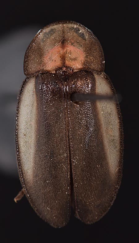 Lucernuta_paraguayensis_dorsal.jpg