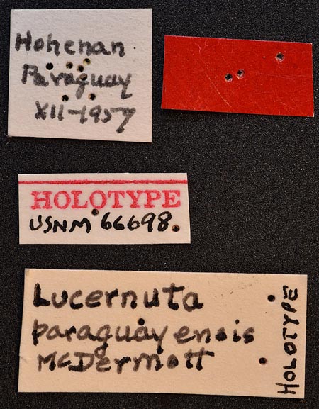 Lucernuta_paraguayensis_labels.jpg