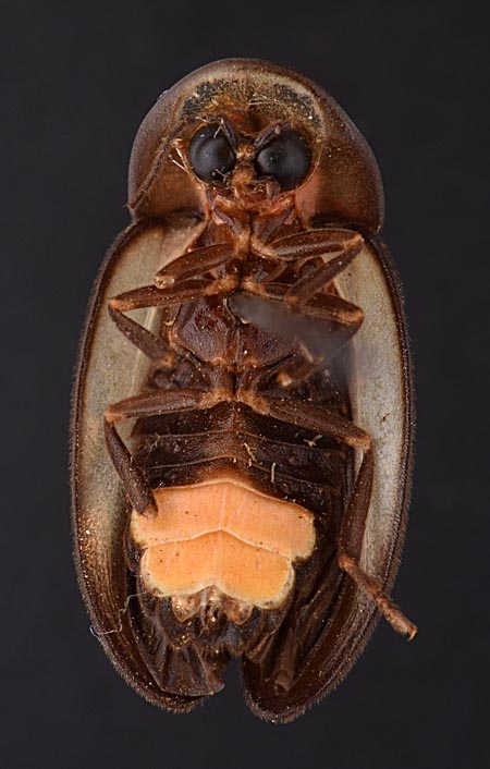 Lucernuta_paraguayensis_ventral.jpg