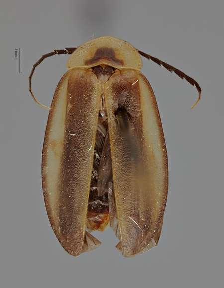 Lucidota_viridescens_female_holotype_dorsal.jpg