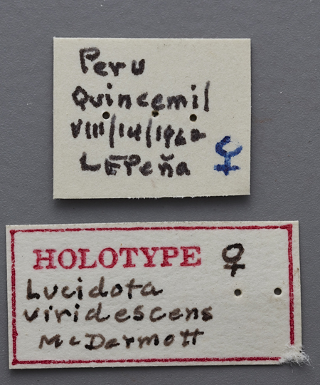 Lucidota_viridescens_female_holotype_labels.jpg