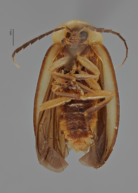 Lucidota_viridescens_female_holotype_ventral.jpg