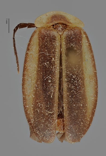 Lucidota_viridescens_male_holotype_dorsal.jpg