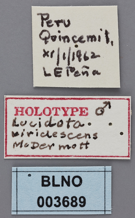 Lucidota_viridescens_male_holotype_labels.jpg