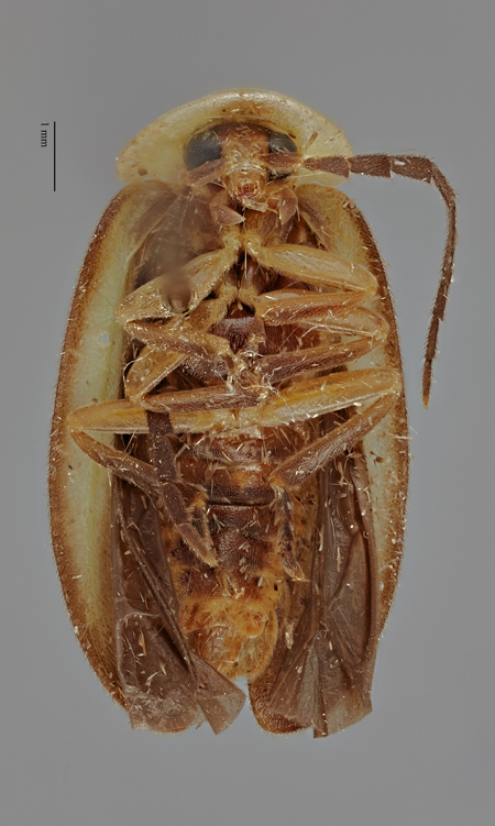 Lucidota_viridescens_male_holotype_ventral.jpg