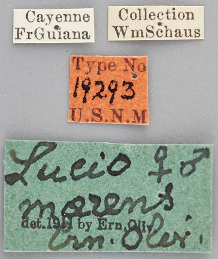 Lucio_maerens_holotype_labels.jpg