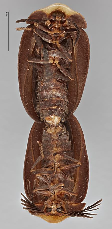 Lucio_maerens_holotype_ventral.jpg