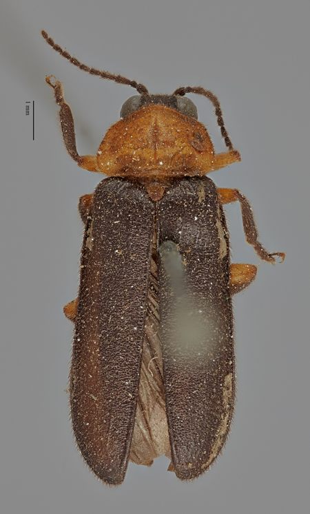 Luciola_abboti_holotype_dorsal.jpg