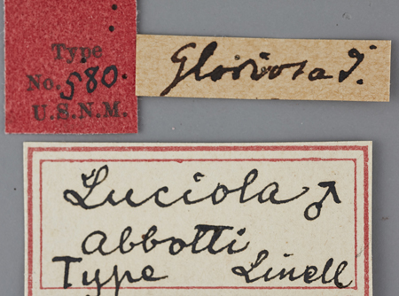 Luciola_abboti_holotype_labels.jpg