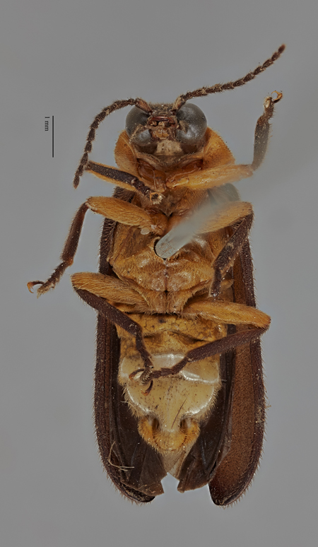 Luciola_abboti_holotype_ventral.jpg