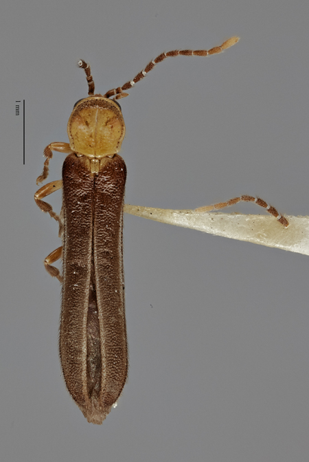 Microdiphot_barberi_holotype_dorsal.jpg