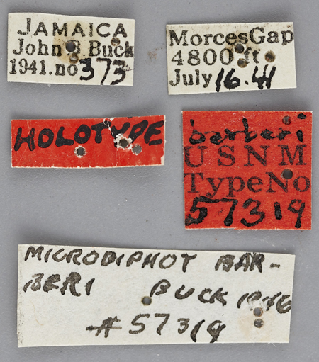 Microdiphot_barberi_holotype_labels.jpg