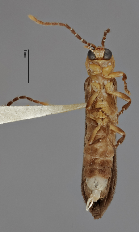 Microdiphot_barberi_holotype_ventral.jpg