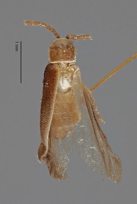 Microdiphot_cavernarum_holotype_dorsal.jpg