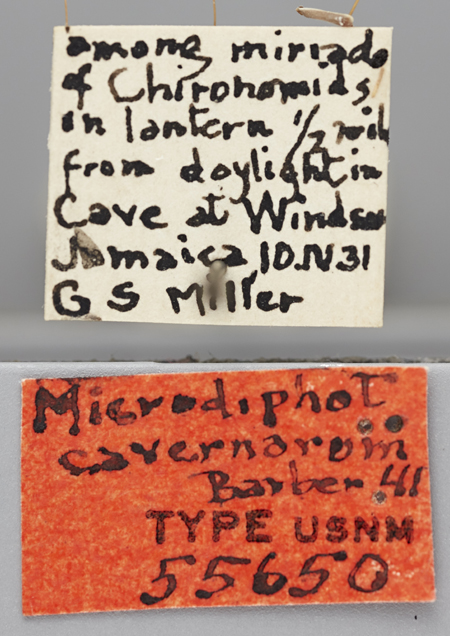 Microdiphot_cavernarum_holotype_labels.jpg