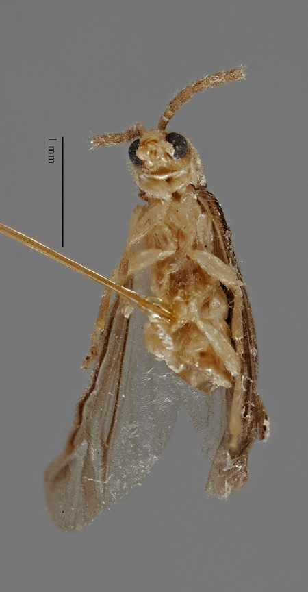 Microdiphot_cavernarum_holotype_ventral.jpg