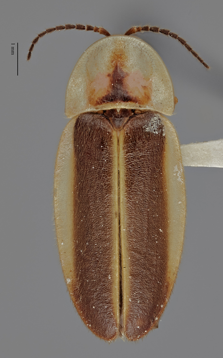 Micronaspis_floridana_holotype_dorsal.jpg