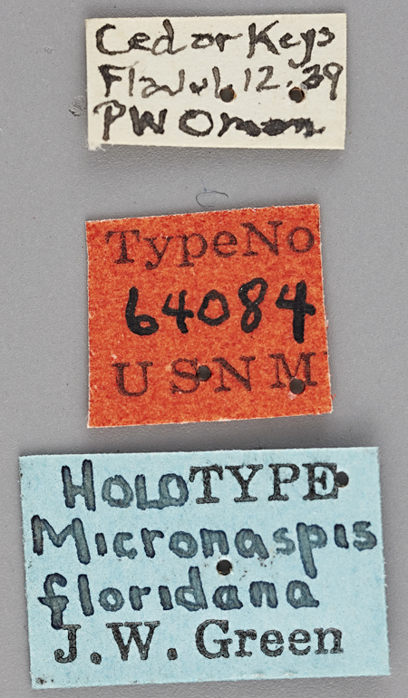 Micronaspis_floridana_holotype_labels.jpg