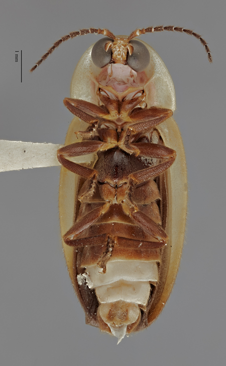 Micronaspis_floridana_holotype_ventral.jpg