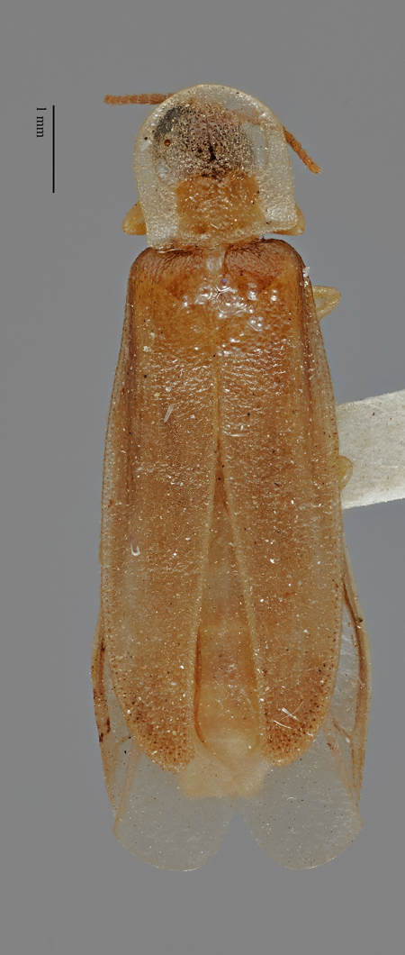 Microphotus_fragilis_holotype_dorsal.jpg