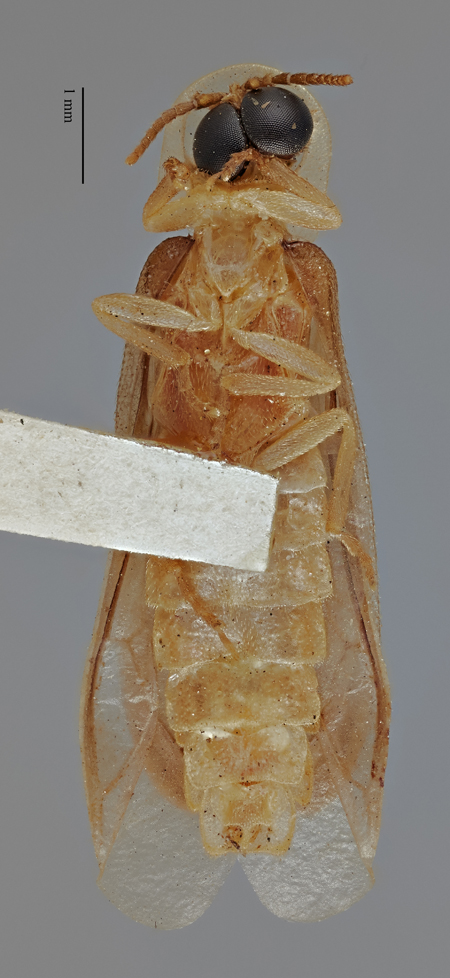 Microphotus_fragilis_holotype_ventral.jpg