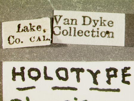 Phausis_californica_label.jpg