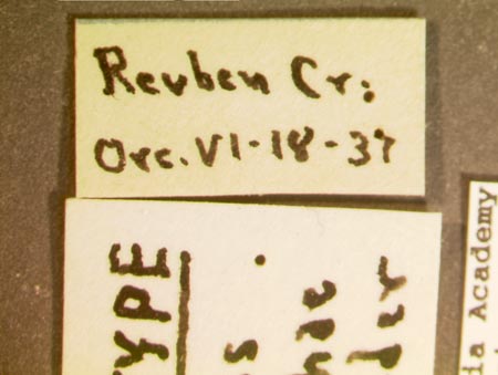 Phausis_dorothae_label.jpg