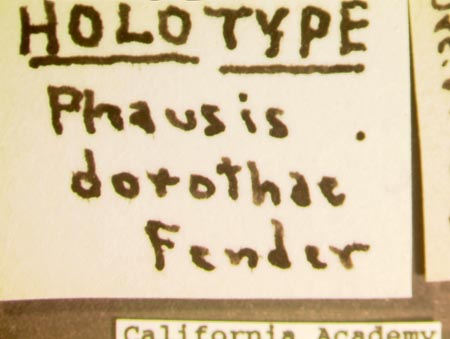 Phausis_dorothae_label2.jpg