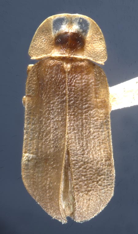 Phausis_inaccensa_dorsal.jpg