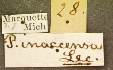 Phausis_inaccensa_label.jpg