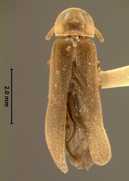 Phausis_luminosa_dorsal.jpg