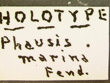 Phausis_marina_label2.jpg