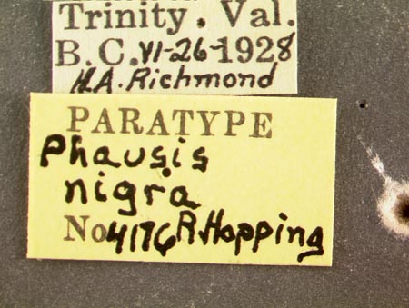 Phausis_nigra_label.jpg