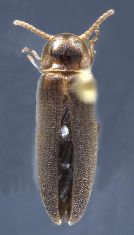 Phausis_reticulata_dorsal.jpg