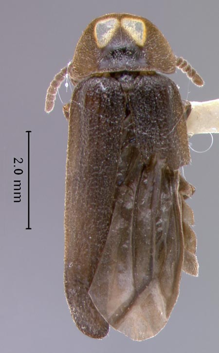 Phausis_rhombica_dorsal.jpg