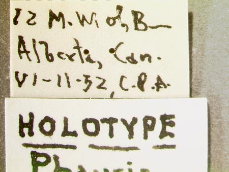 Phausis_rhombica_label.jpg