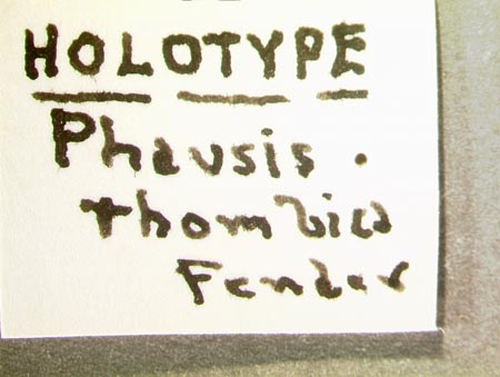 Phausis_rhombica_label2.jpg