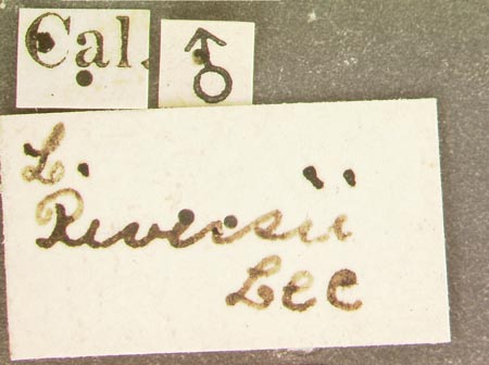 Phausis_riversi_label.jpg