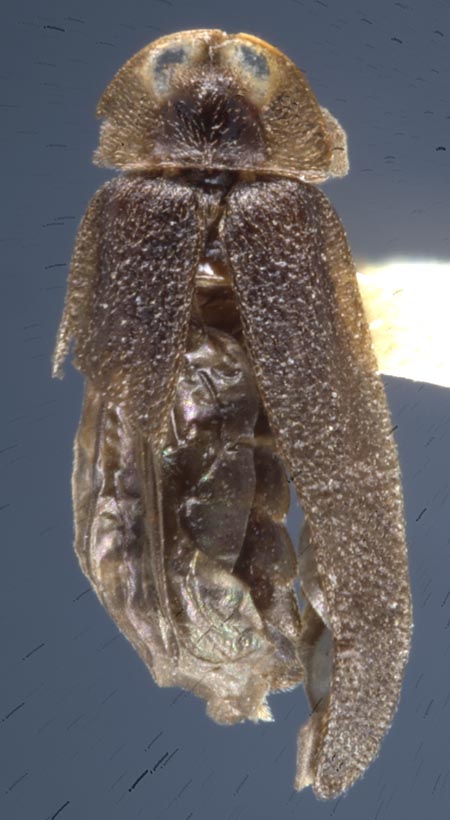 Phausis_skelleyi_dorsal.jpg