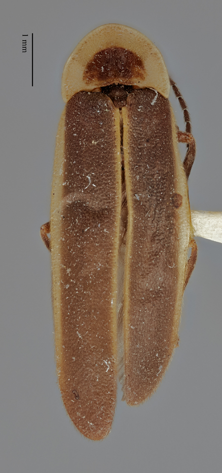 Photinus_alticola_holotype_dorsal.jpg