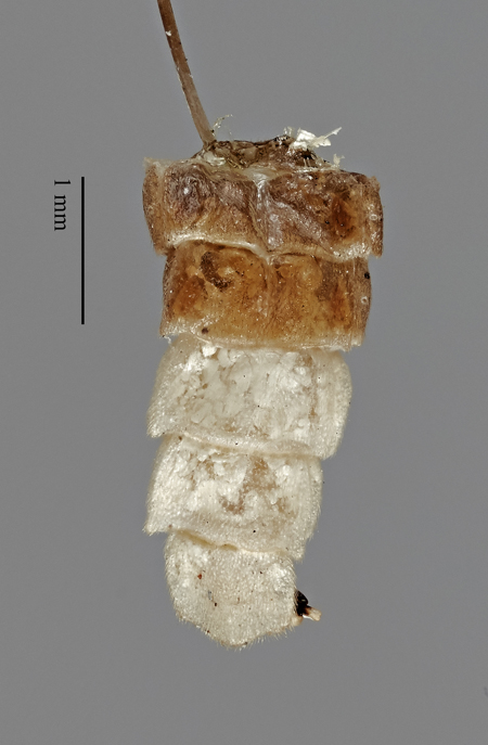 Photinus_alticola_holotype_dorsal2.jpg